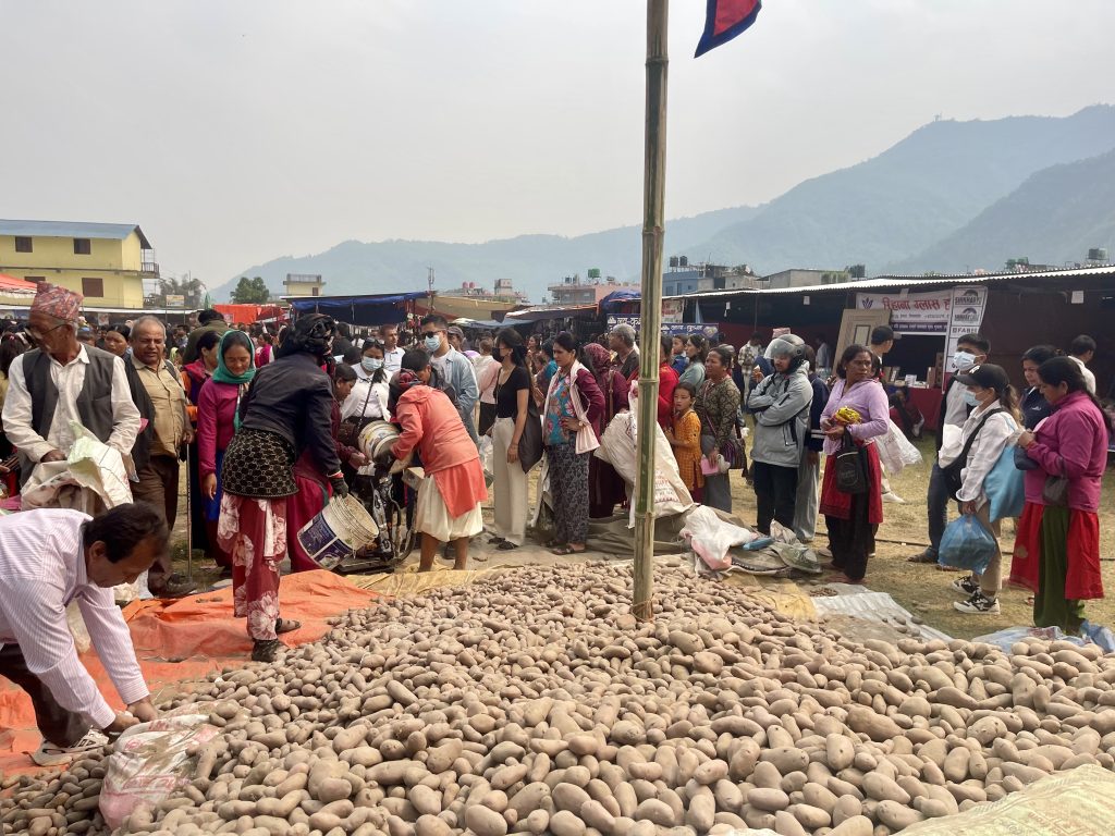 महोत्सवमा आलु किन्नेको घुइँचो