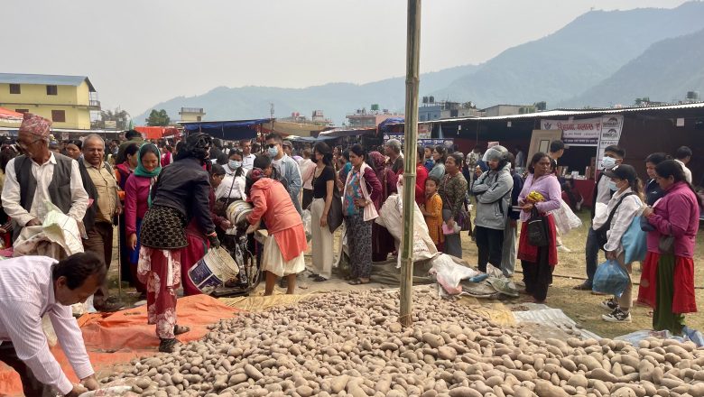 महोत्सवमा आलु किन्नेको घुइँचो