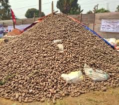 १४ औँ राष्ट्रिय हेमजा आलु महोत्सवको तयारी तीव्र